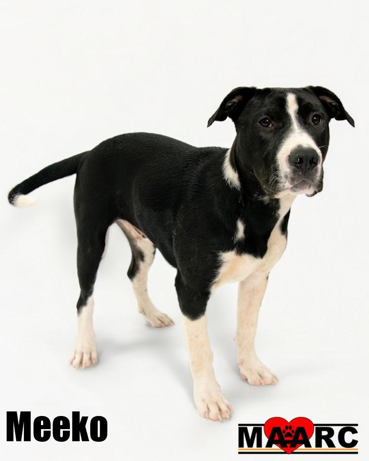 Meeko, Adoptable, Puppy Male Great Dane & Terrier.