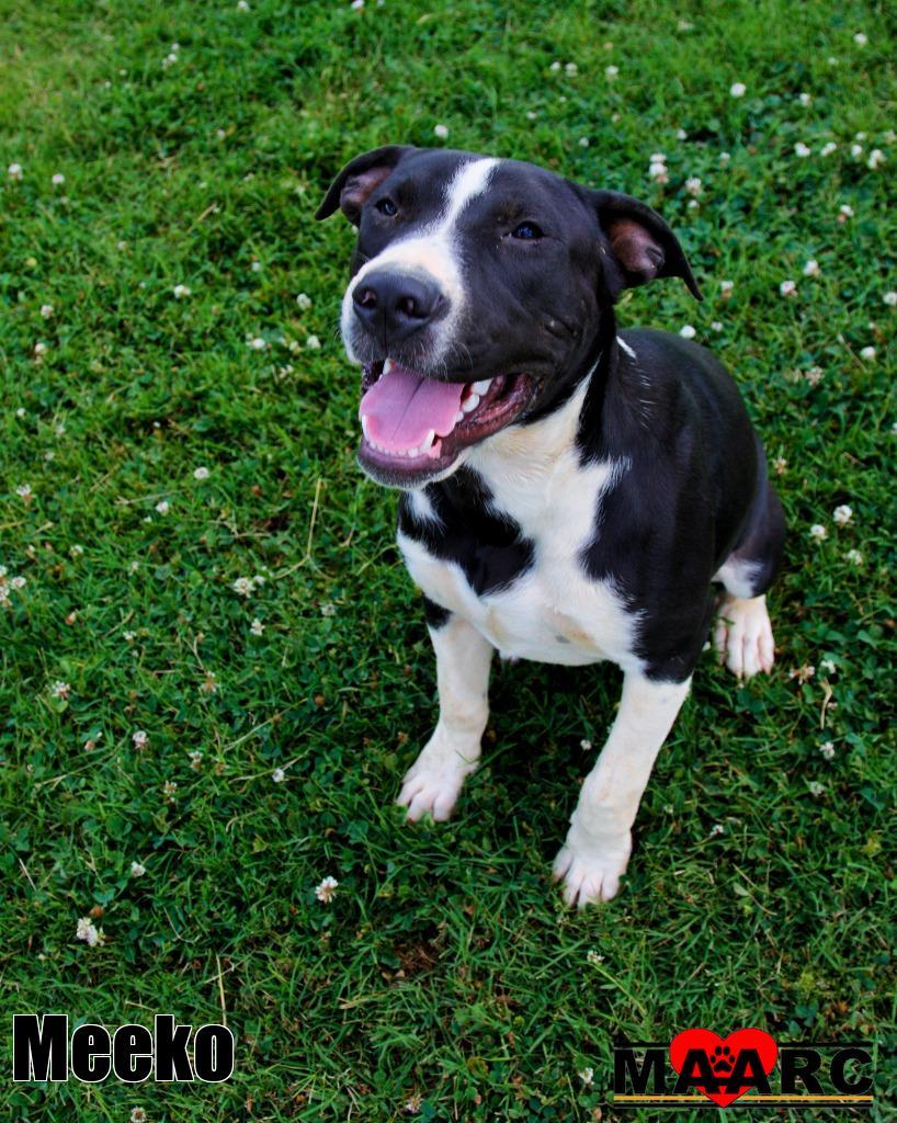 Enlarge Meeko, a Adoptable mixed breed in Maryville, TN image 3/5