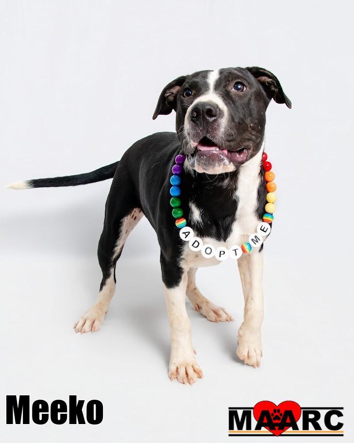 Enlarge Meeko, a Adoptable mixed breed in Maryville, TN image 4/5
