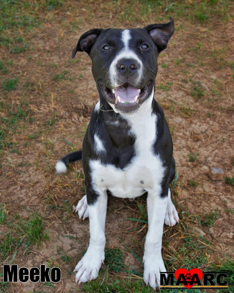 Enlarge Meeko, a Adoptable mixed breed in Maryville, TN image 5/5