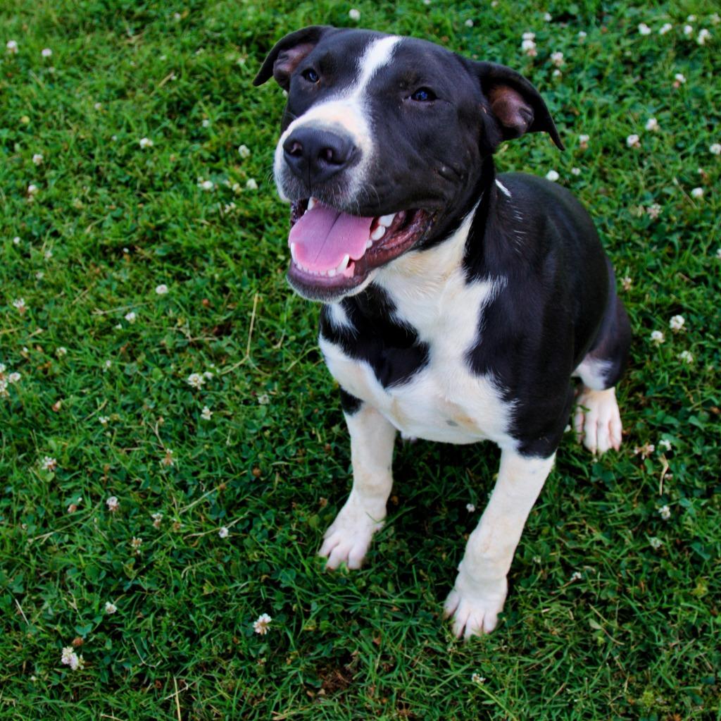 Enlarge Meeko, a Adoptable mixed breed in Maryville, TN image 6/6