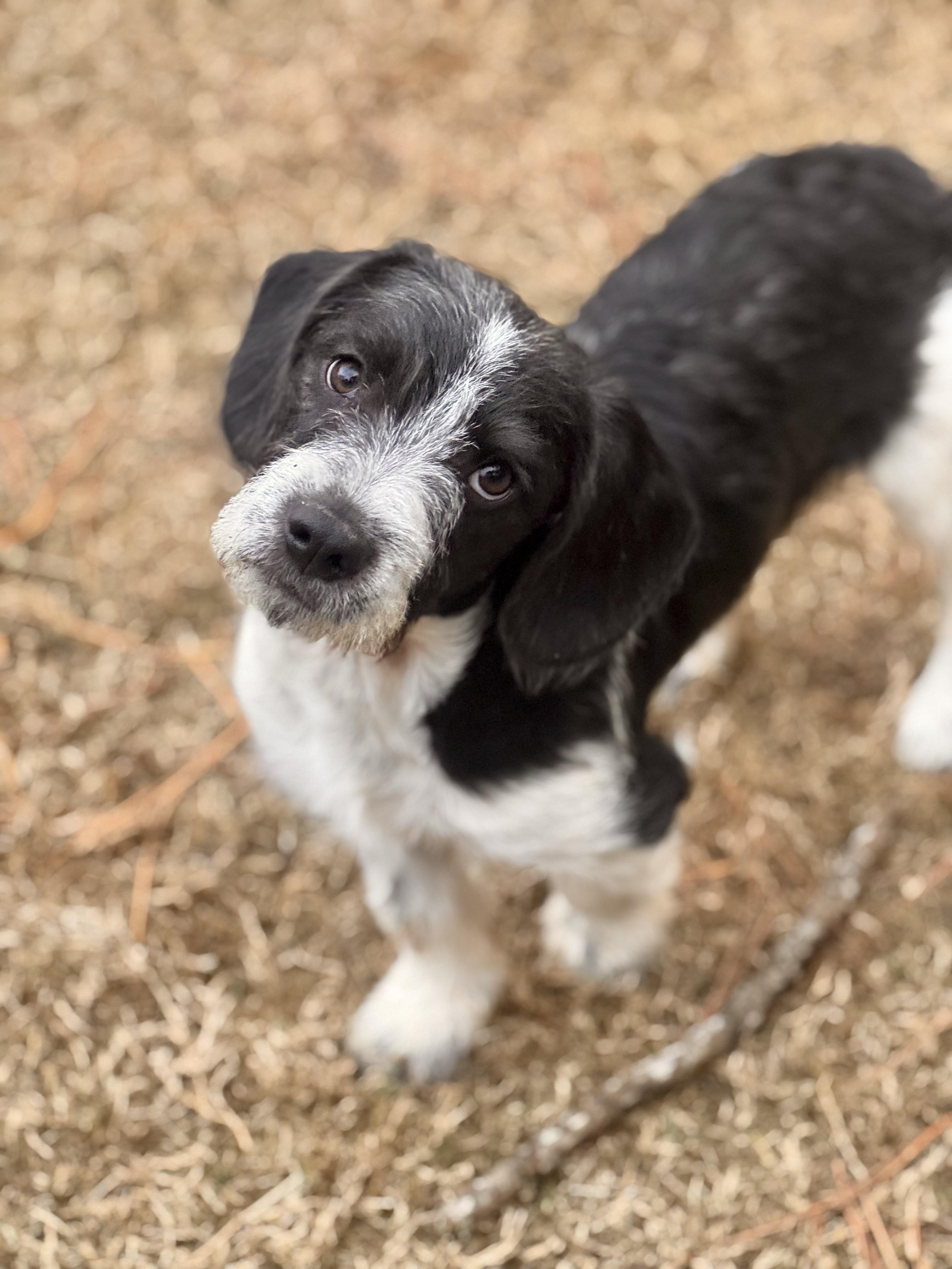 Enlarge Cecil, a ADOPTABLE mixed breed in Warwick, RI image 4/5