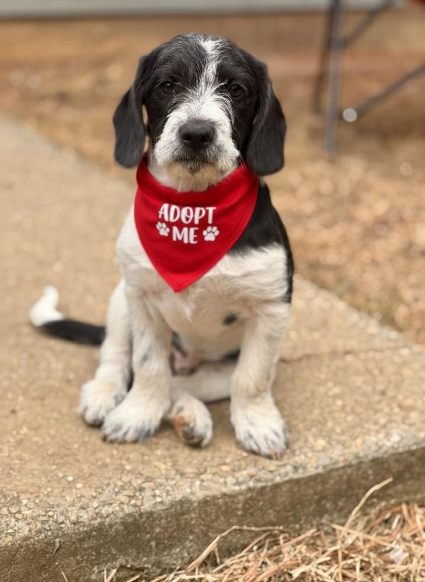 Enlarge Cecil, a ADOPTABLE mixed breed in Warwick, RI image 1/5