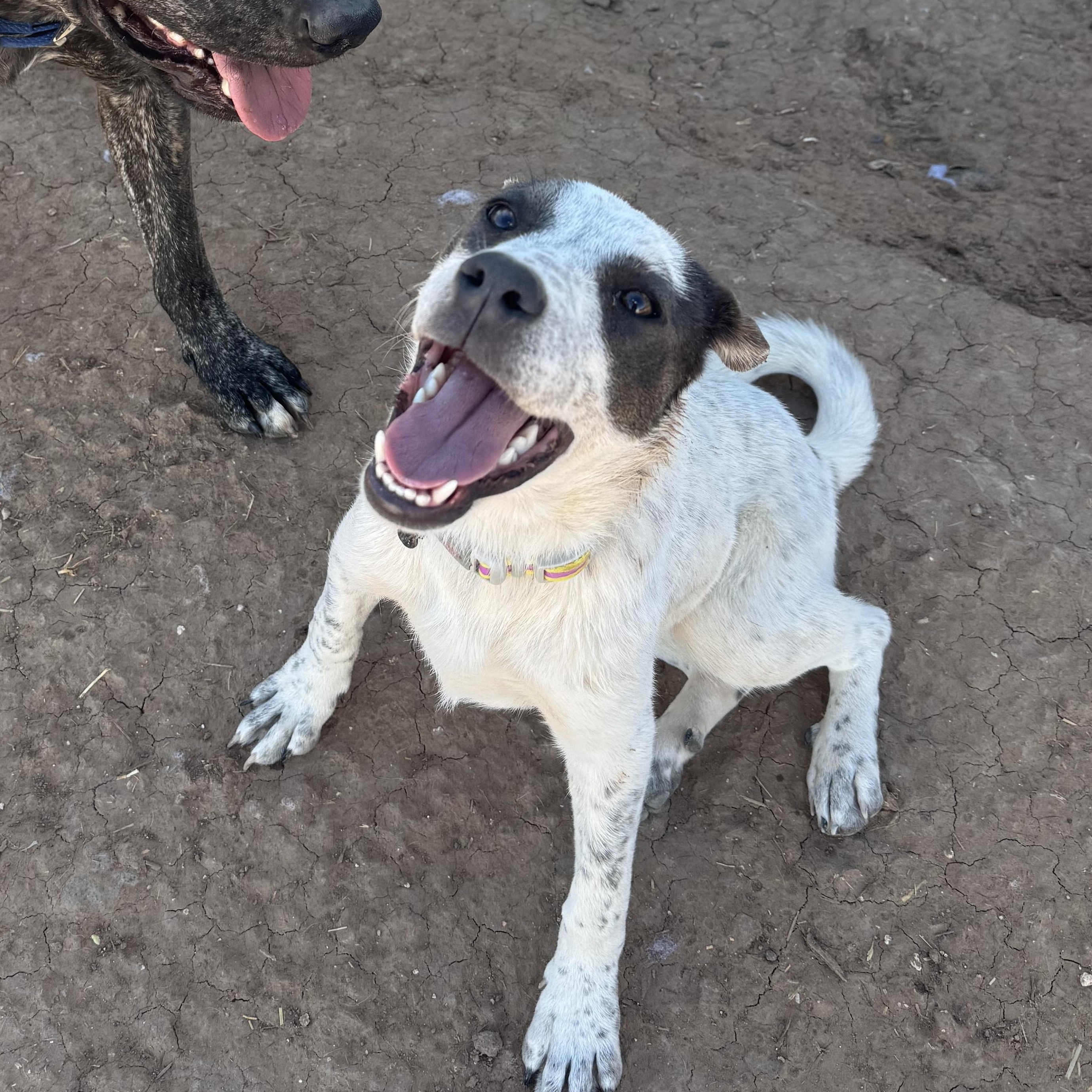 Enlarge Bubbles, a Adoptable mixed breed in Carson, NM image 1/4