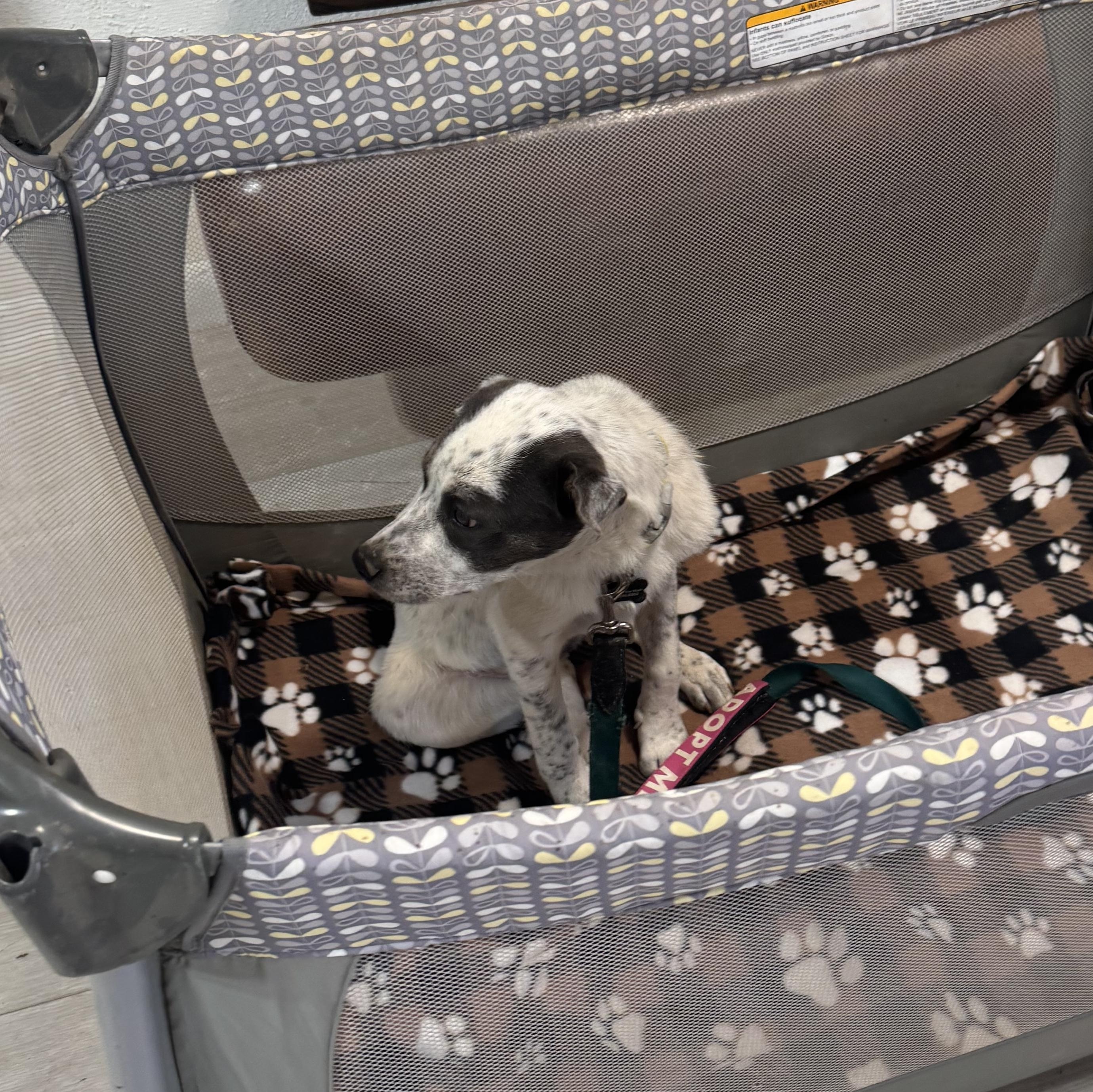 Enlarge Bubbles, a Adoptable mixed breed in Carson, NM image 4/4