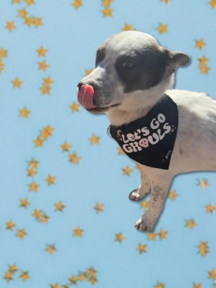 Enlarge Bubbles, a Adoptable mixed breed in Carson, NM image 2/4