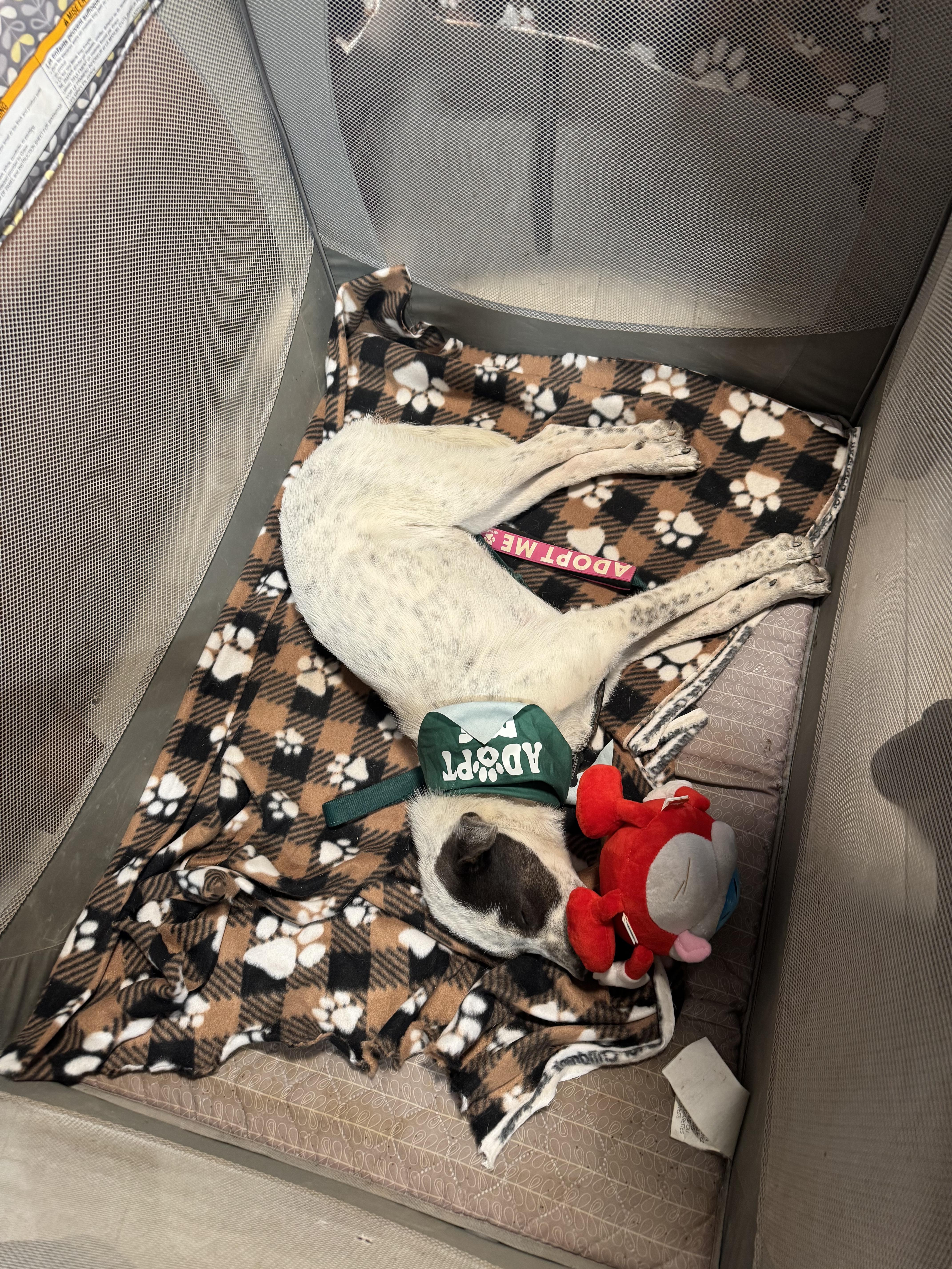 Enlarge Bubbles, a Adoptable mixed breed in Carson, NM image 3/4