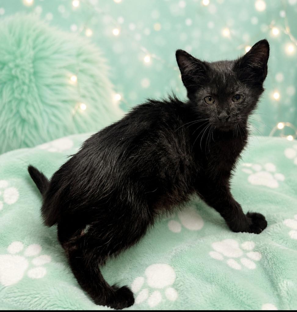 Kurtis, a Adoptable mixed breed in Washington Court House, OH image 1/2