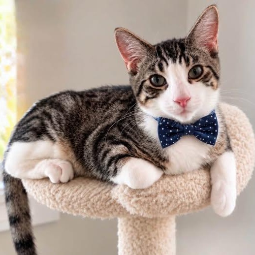 JERICHO, Adopted, Kitten Male Domestic Short Hair.