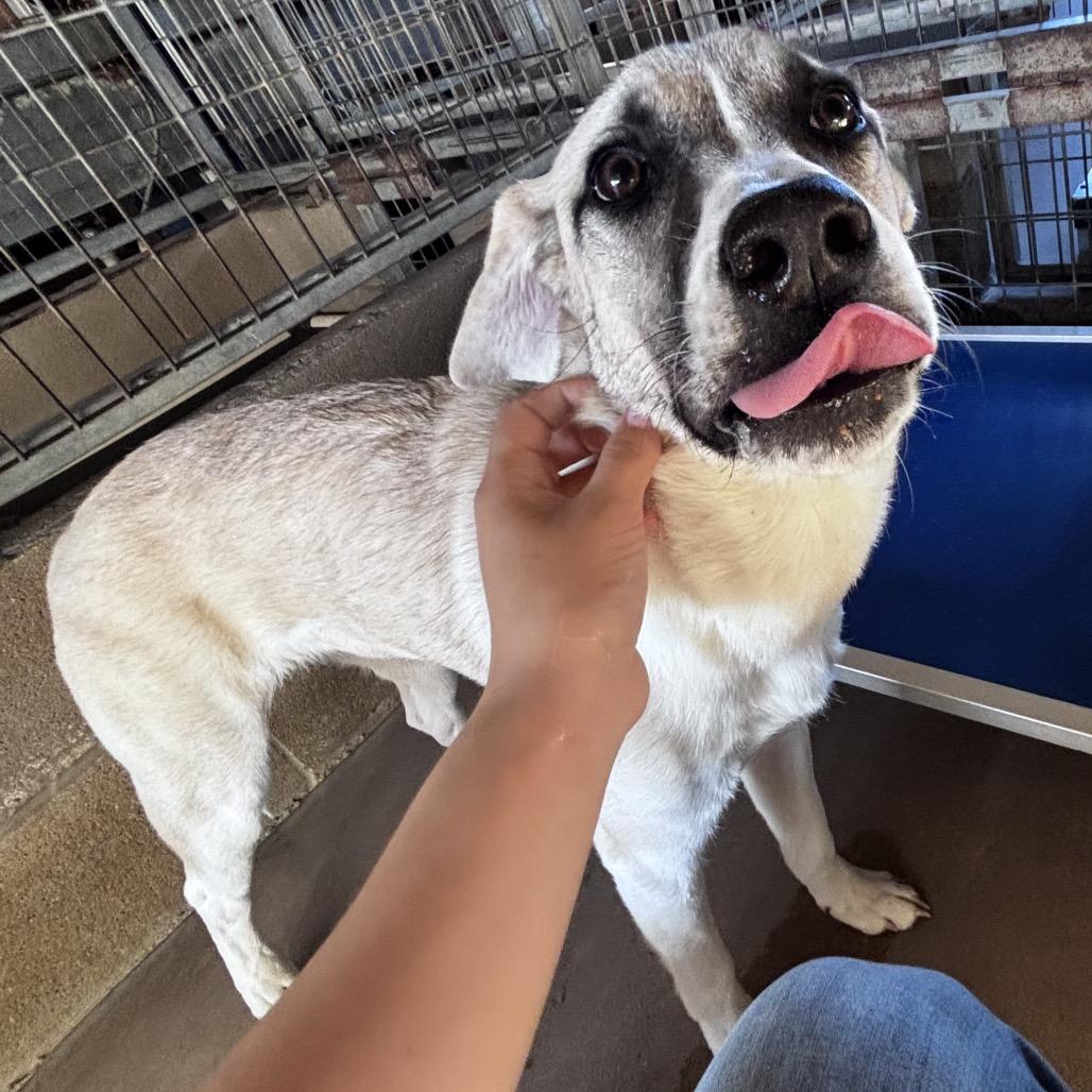 Stella, Adoptable, Young Female Mixed Breed.
