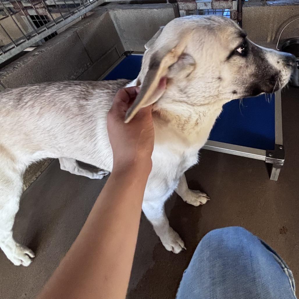 Stella, a Adoptable Mixed Breed in Floresville, TX image 2/6