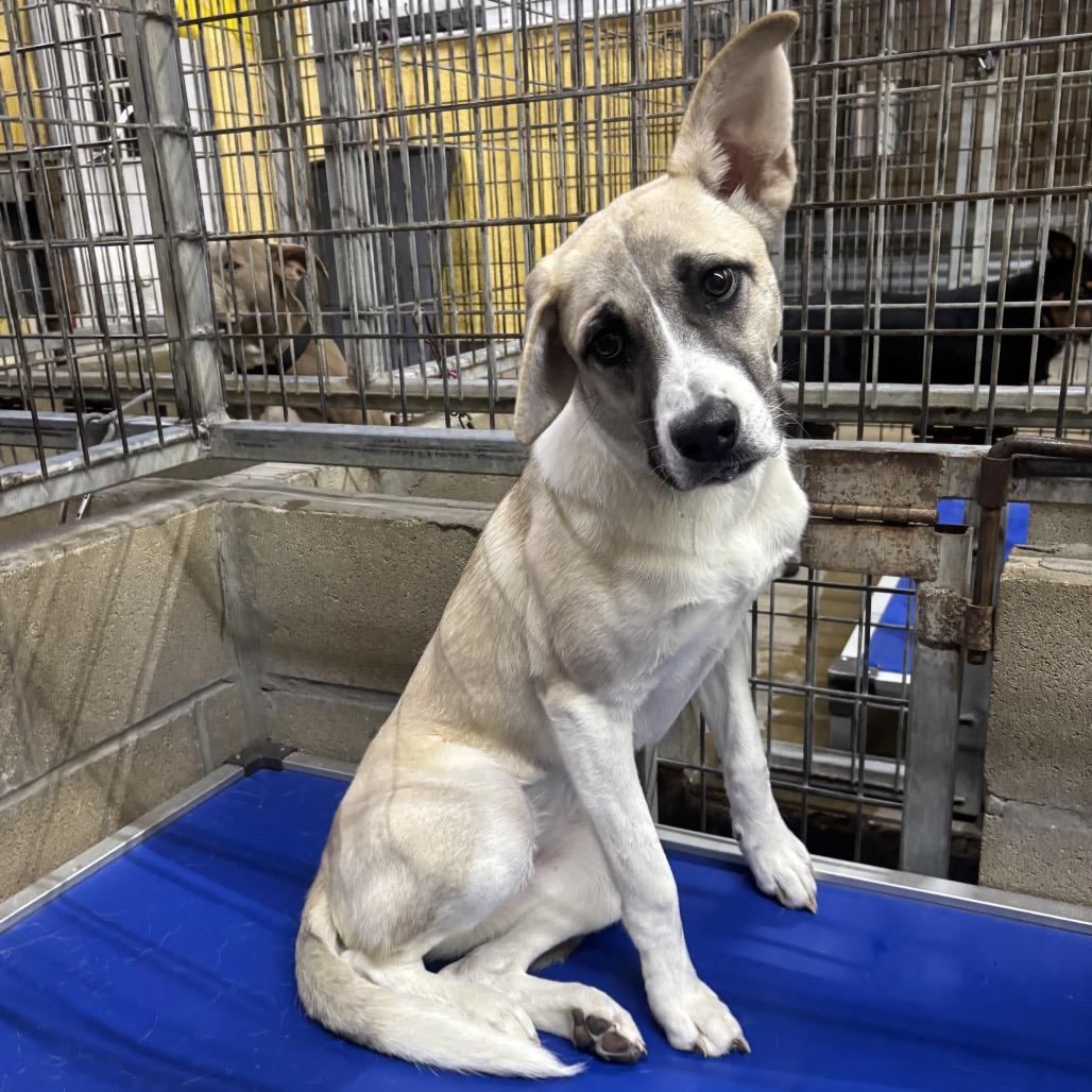 Stella, a Adoptable Mixed Breed in Floresville, TX image 3/6