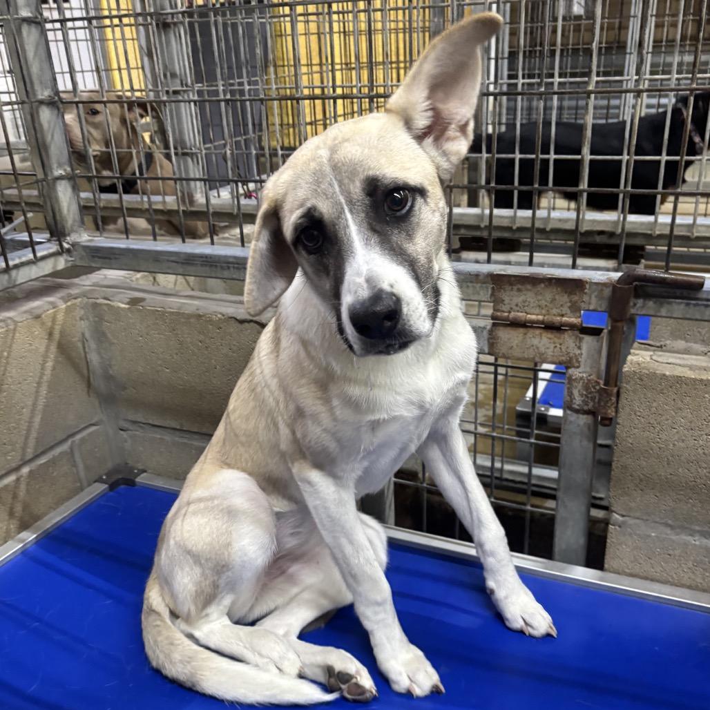 Stella, a Adoptable Mixed Breed in Floresville, TX image 4/6