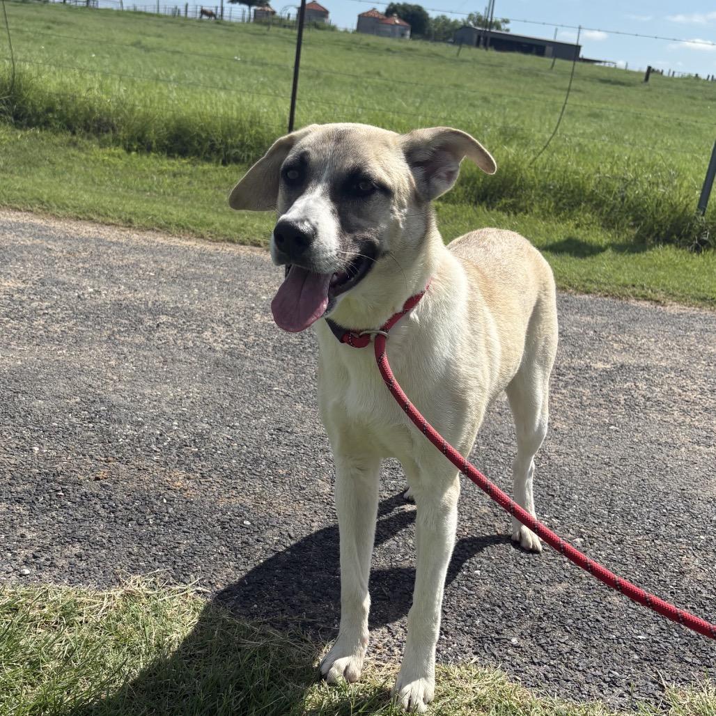 Stella, a Adoptable Mixed Breed in Floresville, TX image 5/6