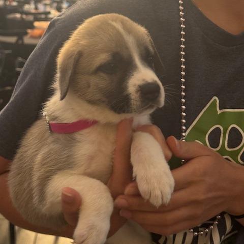 Stella, a Adoptable Mixed Breed in Floresville, TX image 6/6