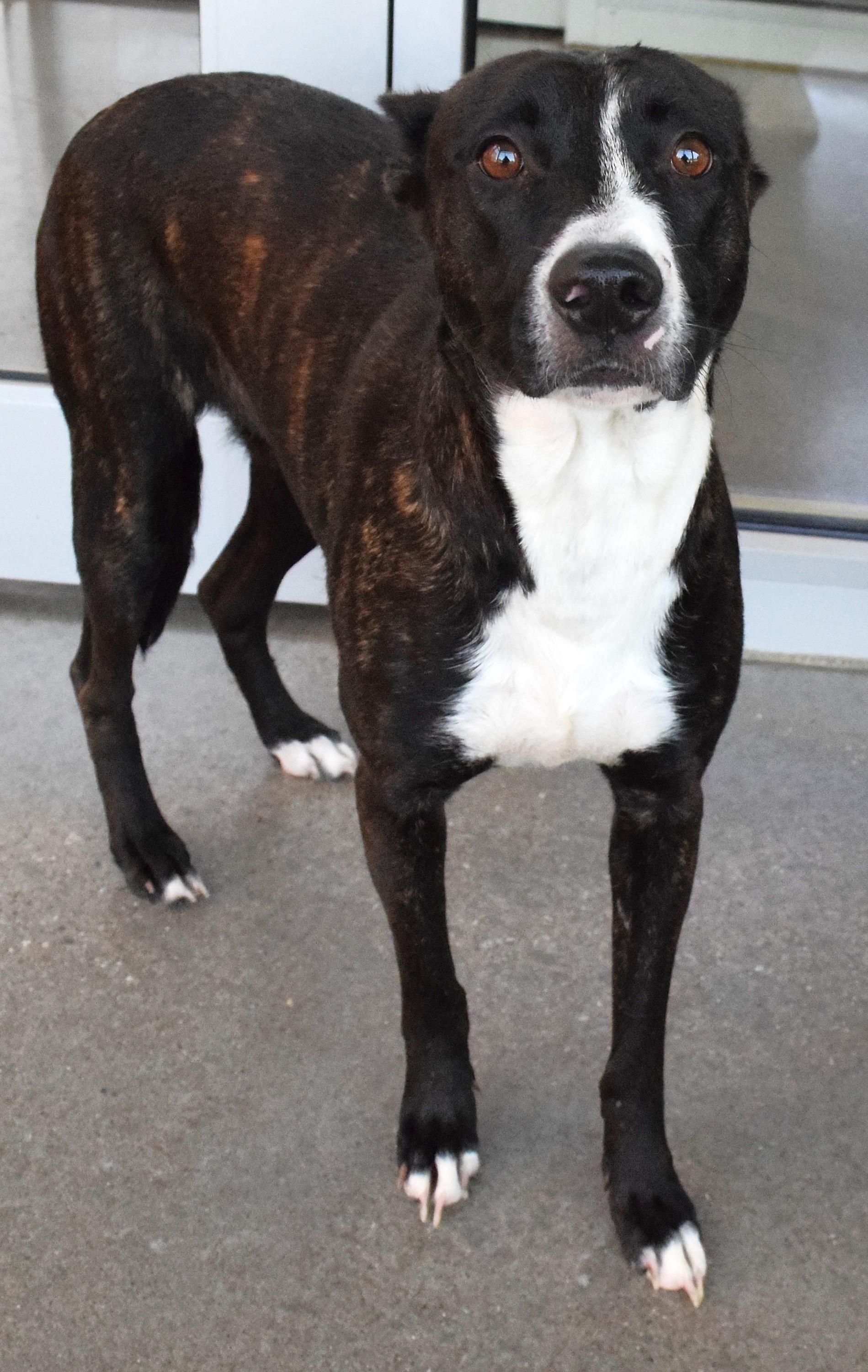 22469, ADOPTABLE, Adult Female Pit Bull Terrier.