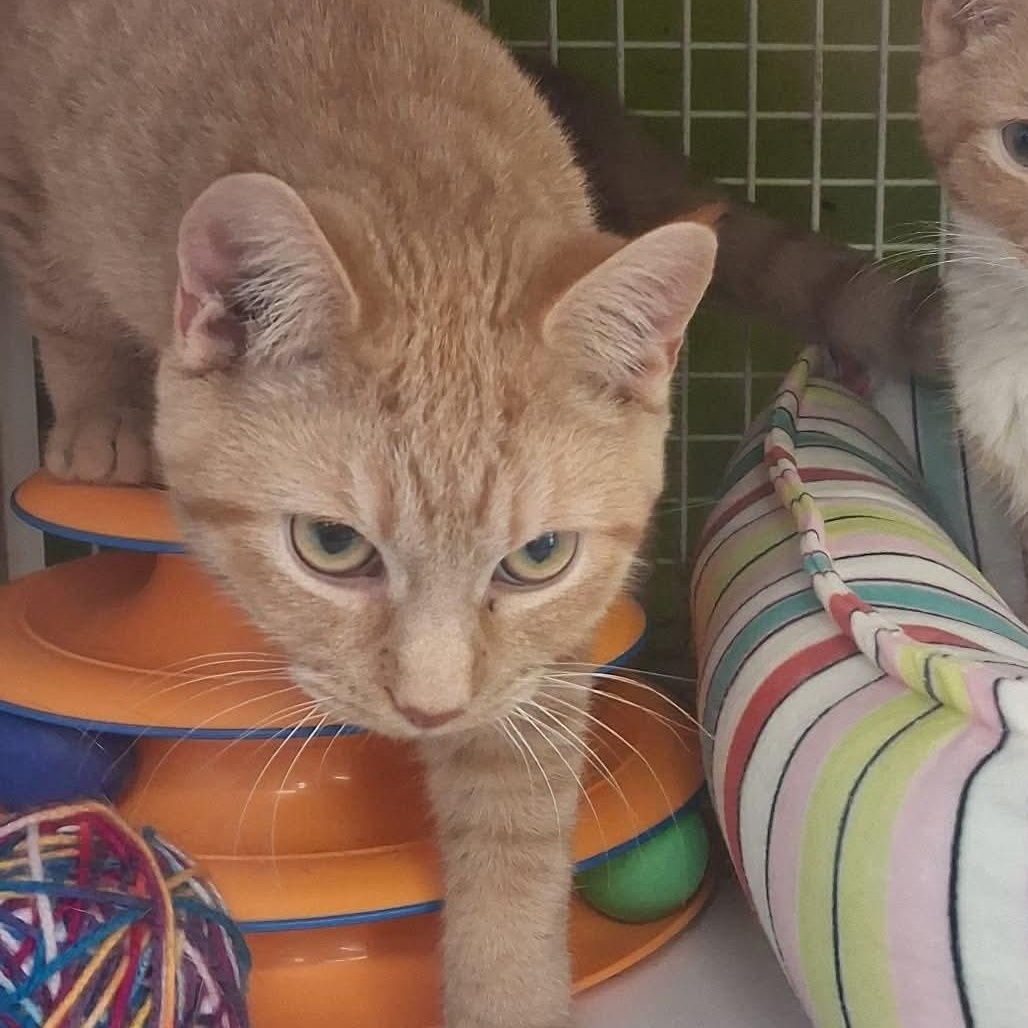 Enlarge Clementine, an adopted American Shorthair in East Orange, NJ image 2/3
