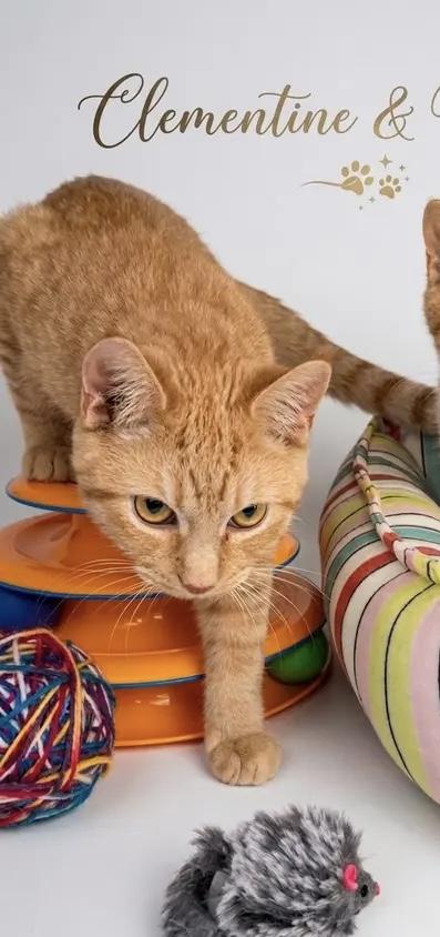 Enlarge Clementine, an adopted American Shorthair in East Orange, NJ image 1/3