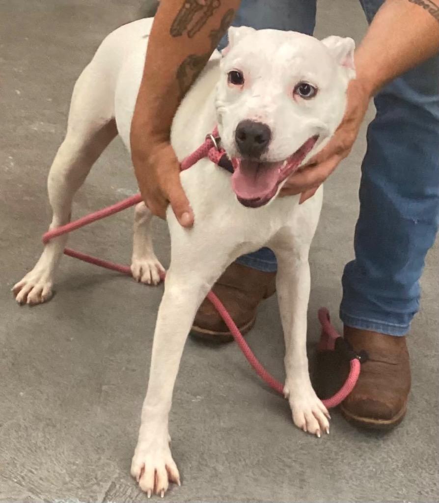 Frick, Adoptable, Young Male Pit Bull Terrier.