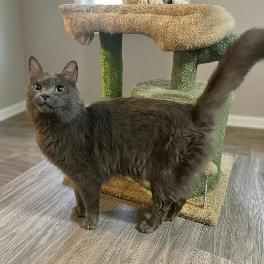 MR. BLUE GUY, adopted, Adult Male Russian Blue & Nebelung.