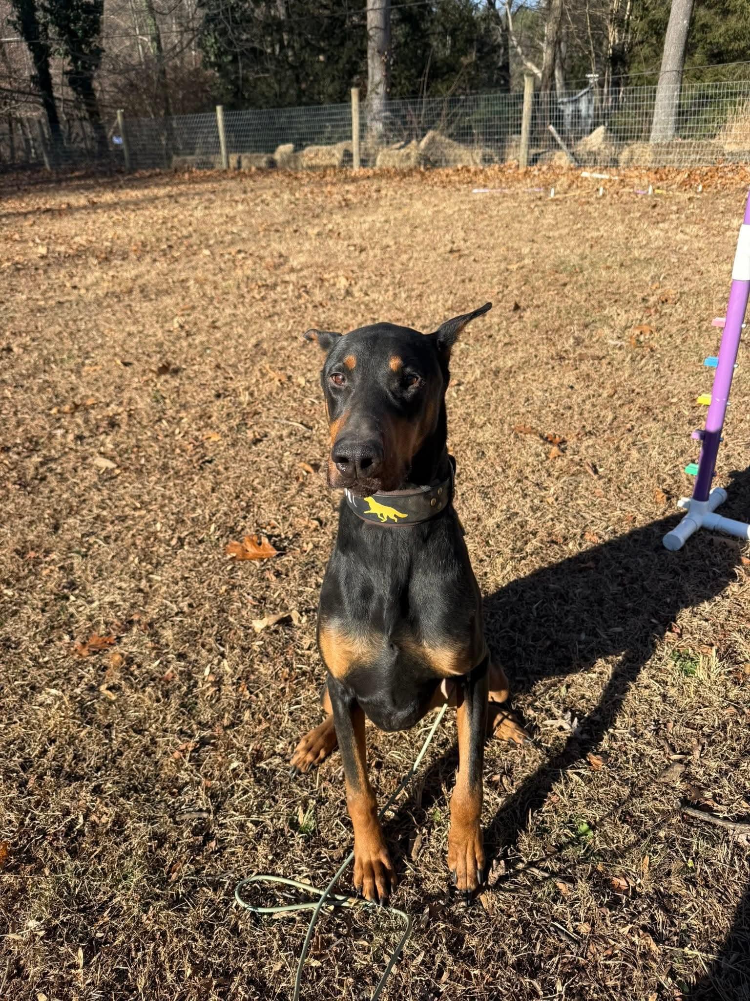 Luther, ADOPTABLE, Adult Male Doberman Pinscher.