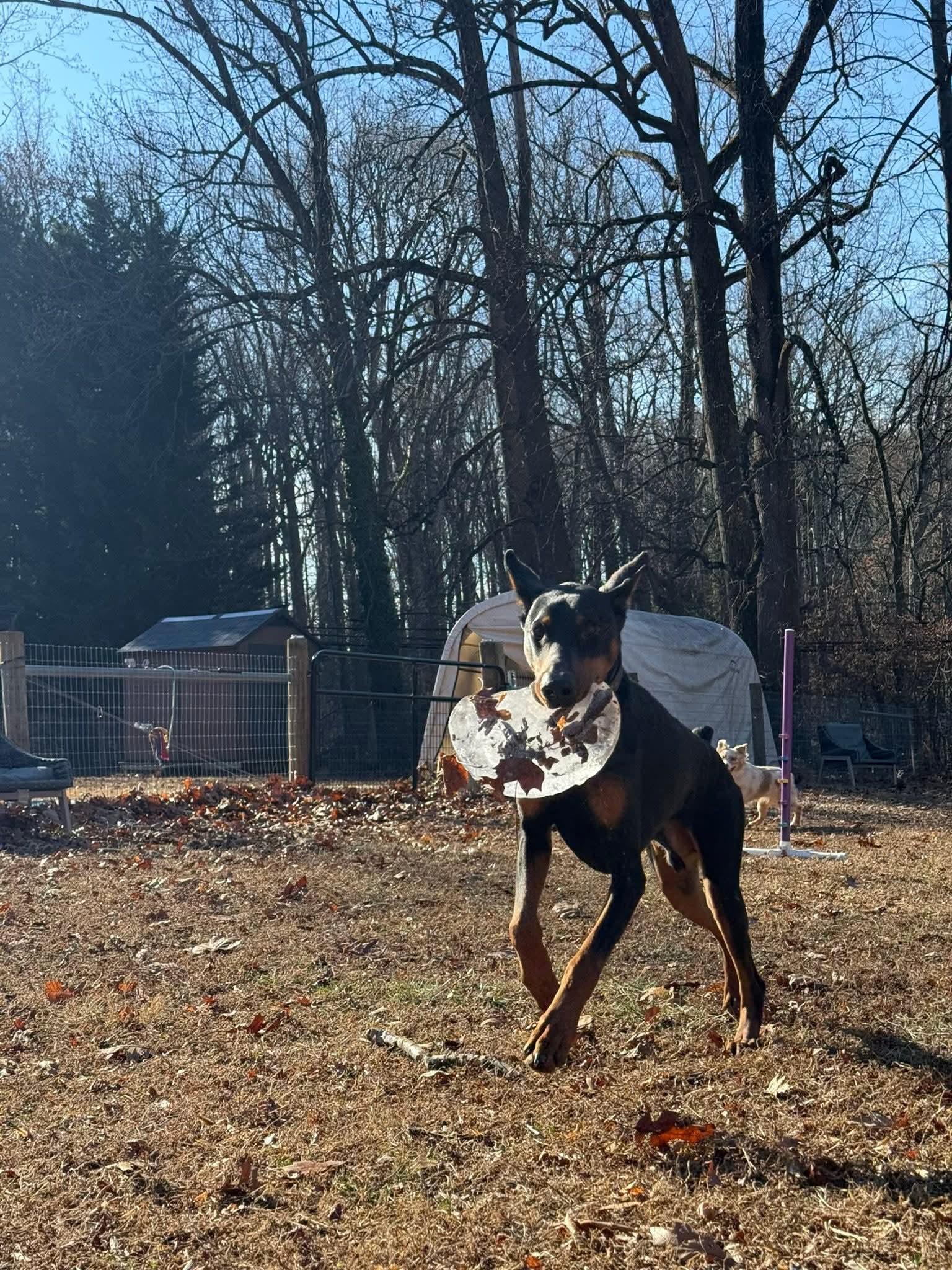 Enlarge Luther, a ADOPTABLE Doberman Pinscher in Salisbury, MD image 2/4
