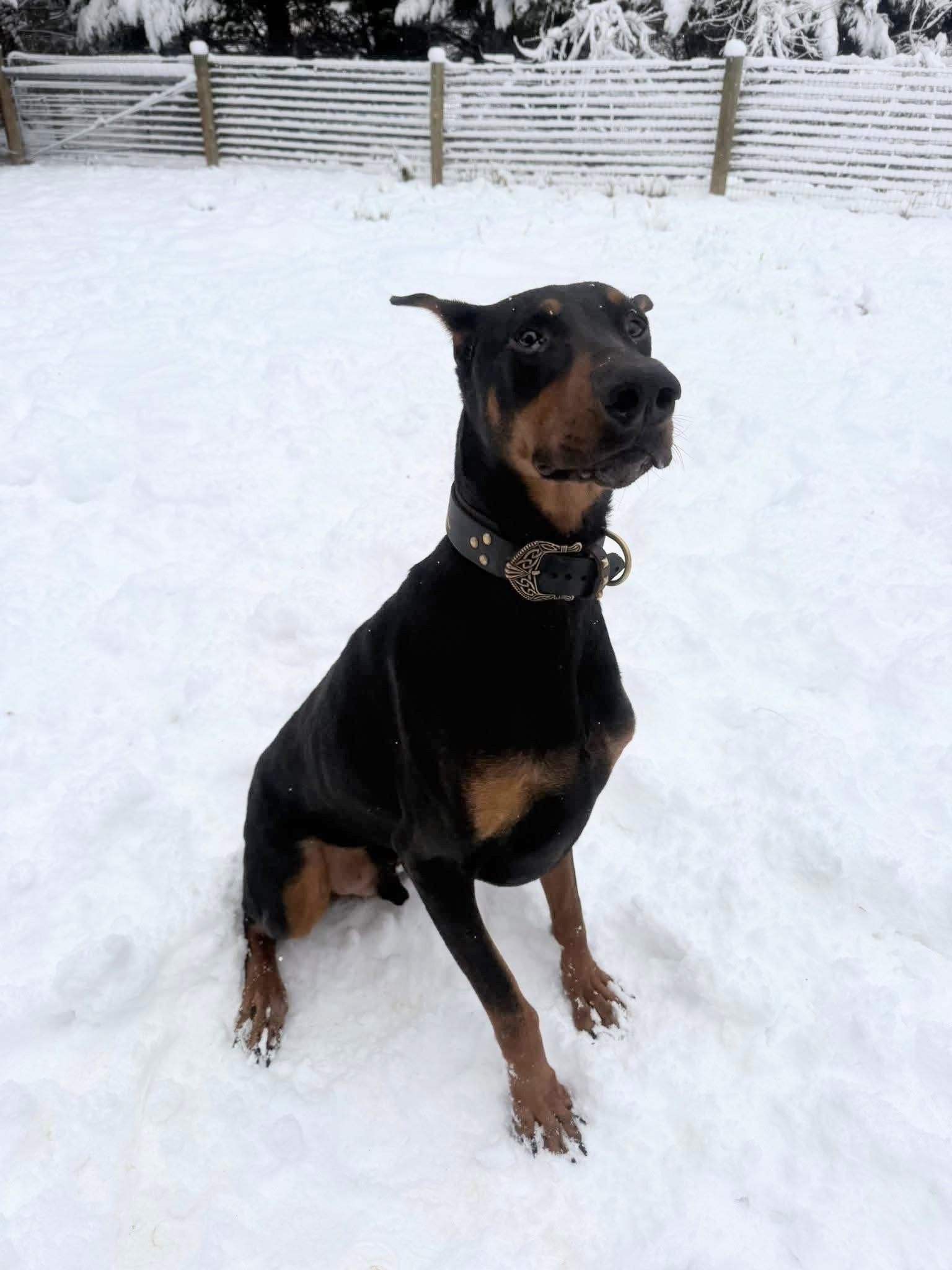 Enlarge Luther, a ADOPTABLE Doberman Pinscher in Salisbury, MD image 3/4