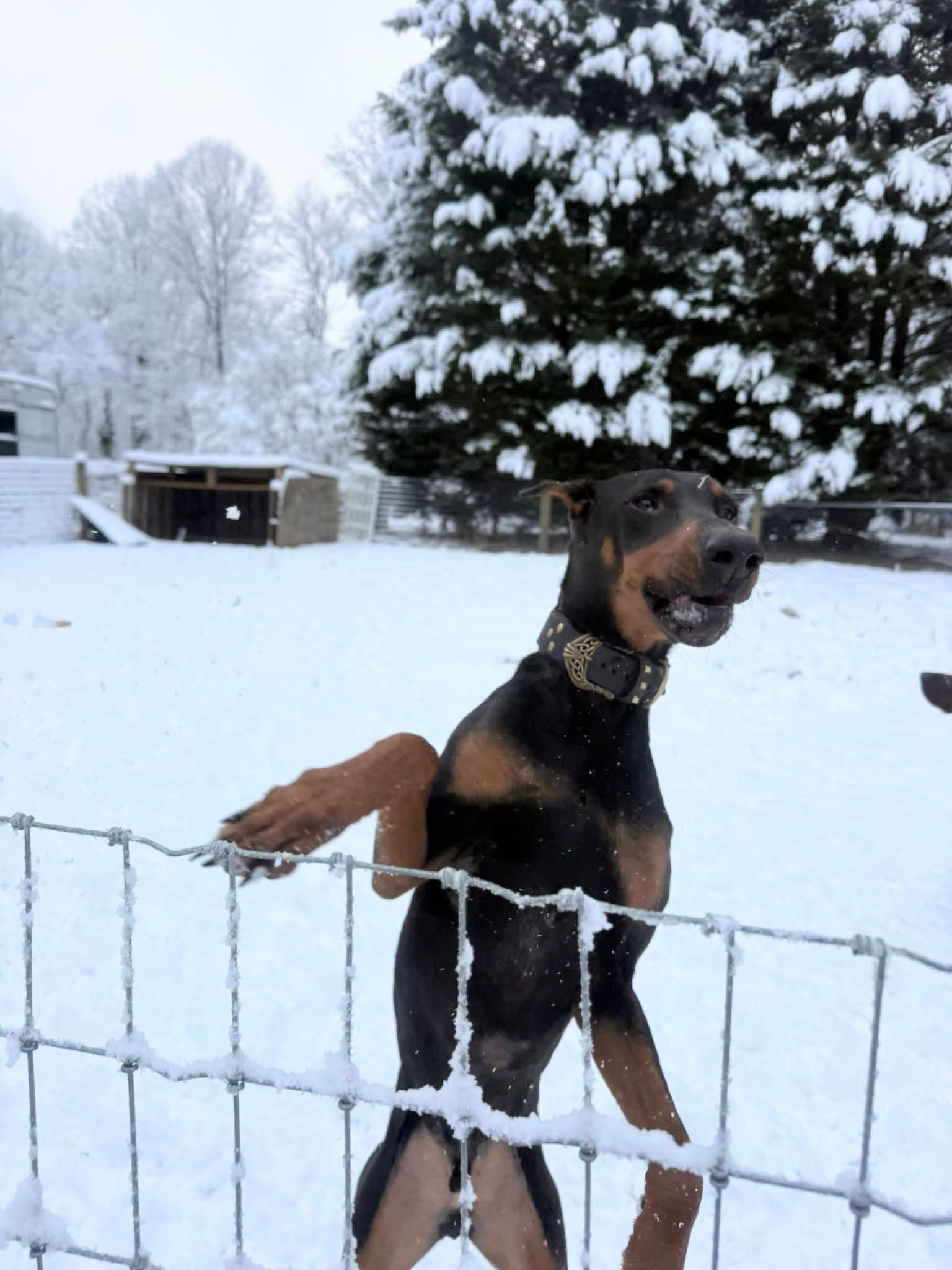 Enlarge Luther, a ADOPTABLE Doberman Pinscher in Salisbury, MD image 4/4