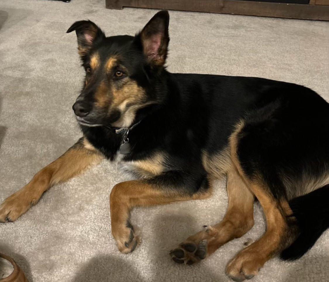 Teddy - German / Aussie Shepherd mix, adopted, Adult Male German Shepherd Dog & Australian Shepherd.