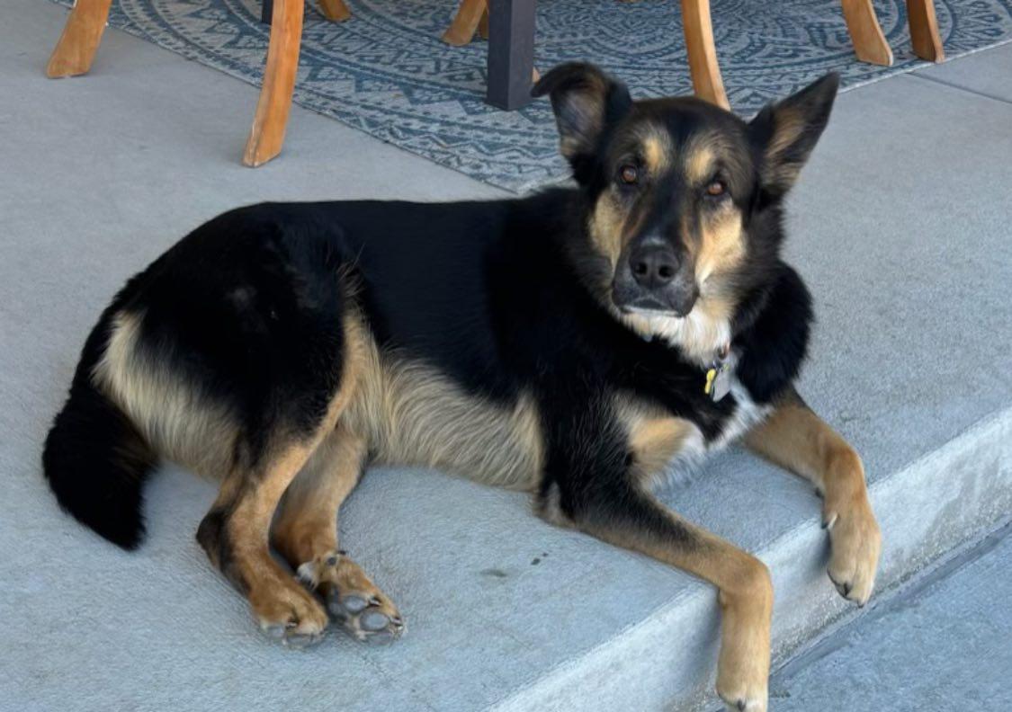 Teddy - German / Aussie Shepherd mix, an adopted mixed breed in Boulder, CO image 2/3