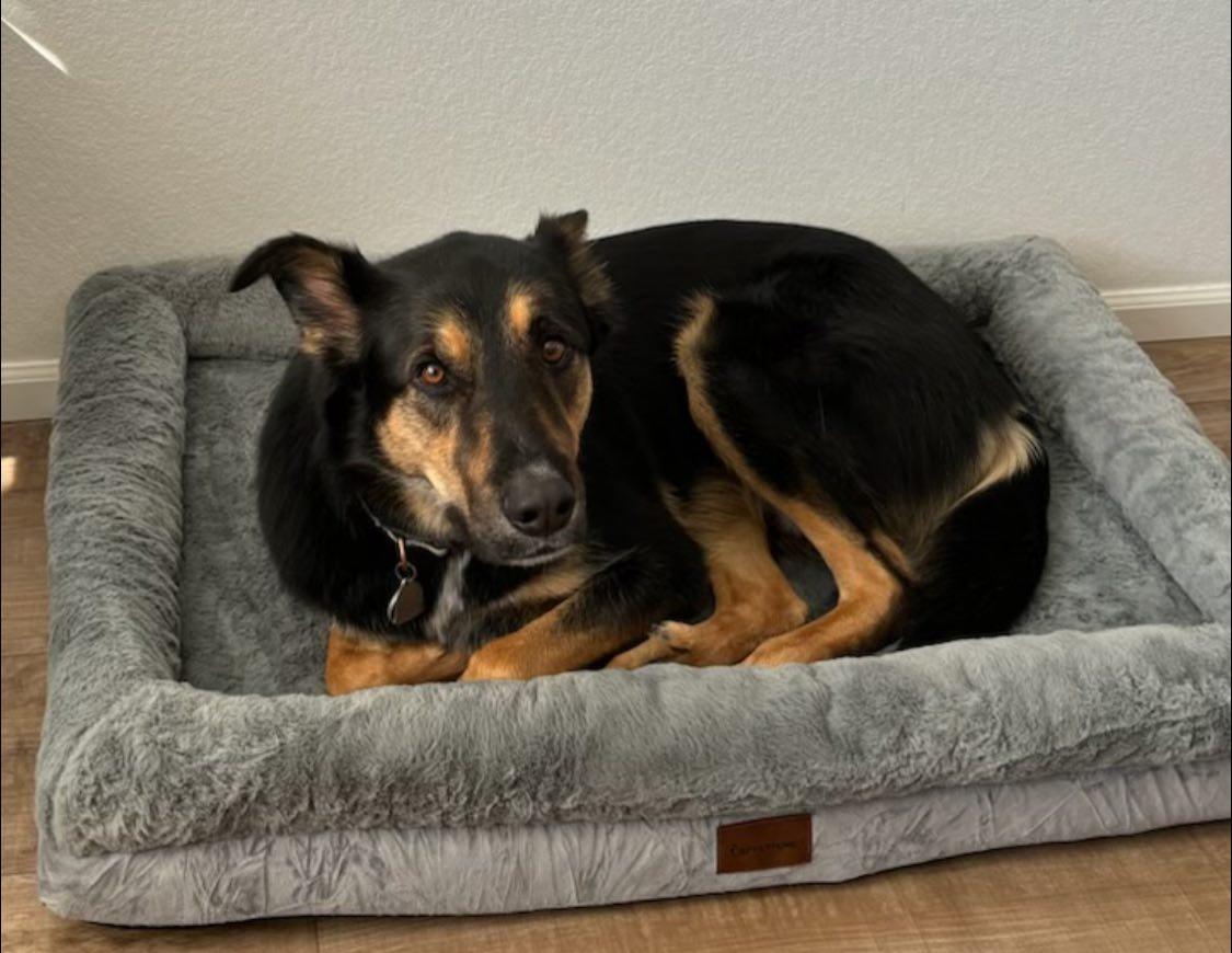 Teddy - German / Aussie Shepherd mix, an adopted mixed breed in Boulder, CO image 3/3