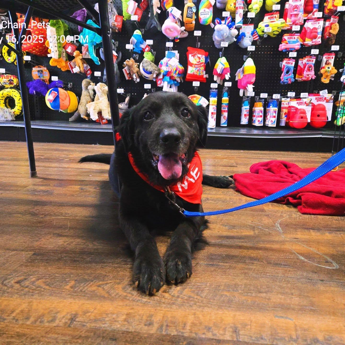 Enlarge Shilo, a Adoptable mixed breed in Toney, AL image 3/6