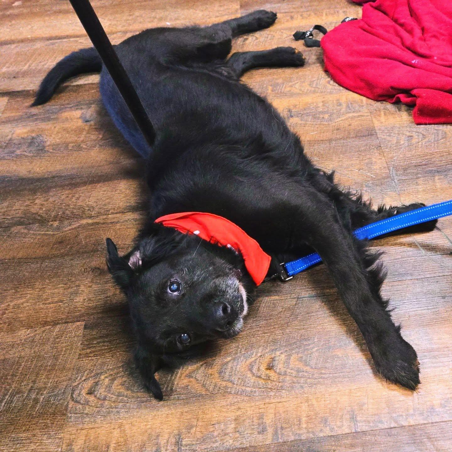 Enlarge Shilo, a Adoptable mixed breed in Toney, AL image 6/6