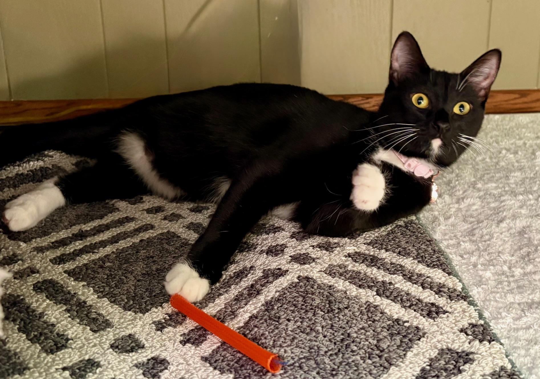 Enlarge Badger, a ADOPTABLE Domestic Short Hair in Irvine, CA image 3/4