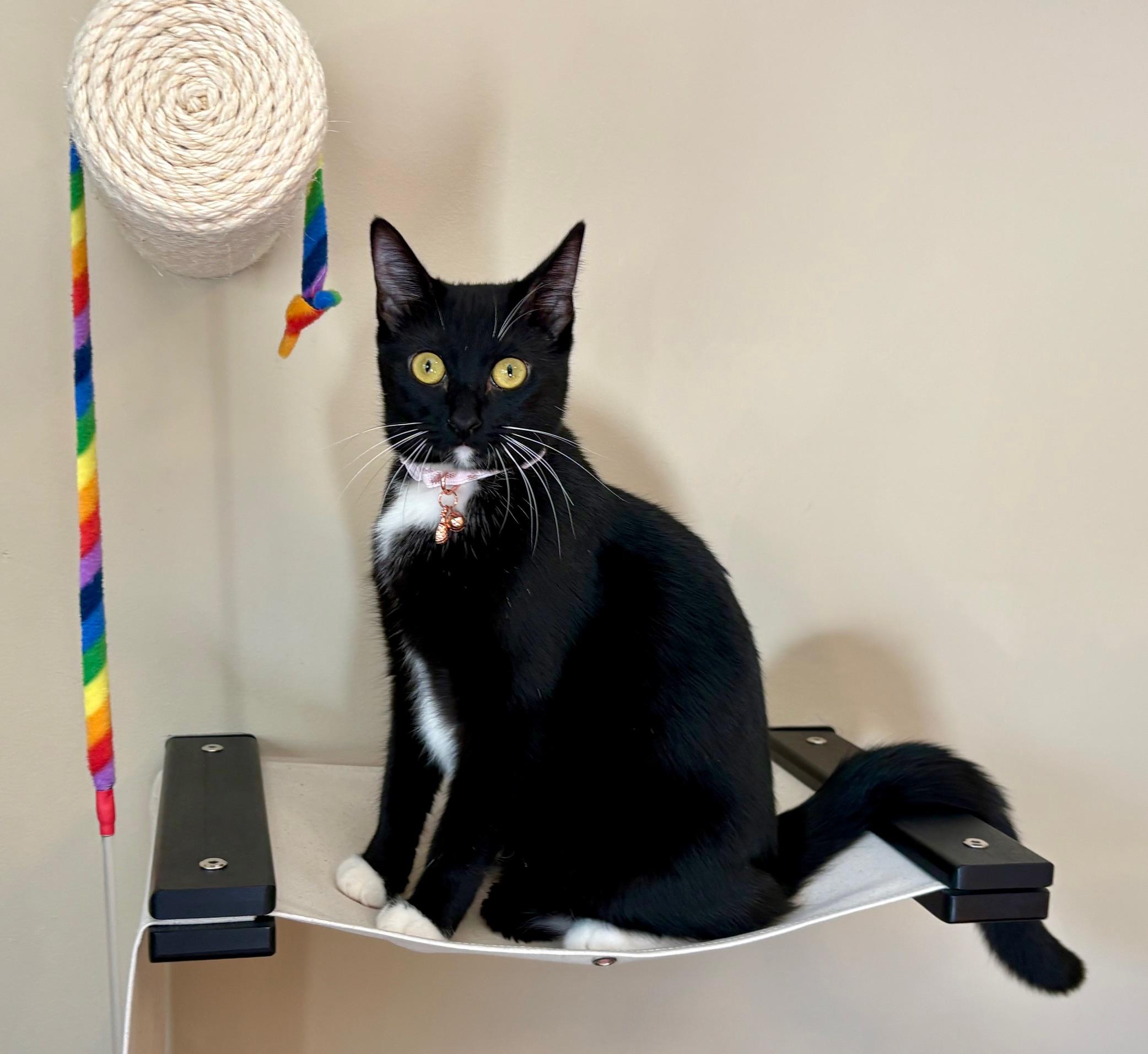 Enlarge Badger, a ADOPTABLE Domestic Short Hair in Irvine, CA image 2/4