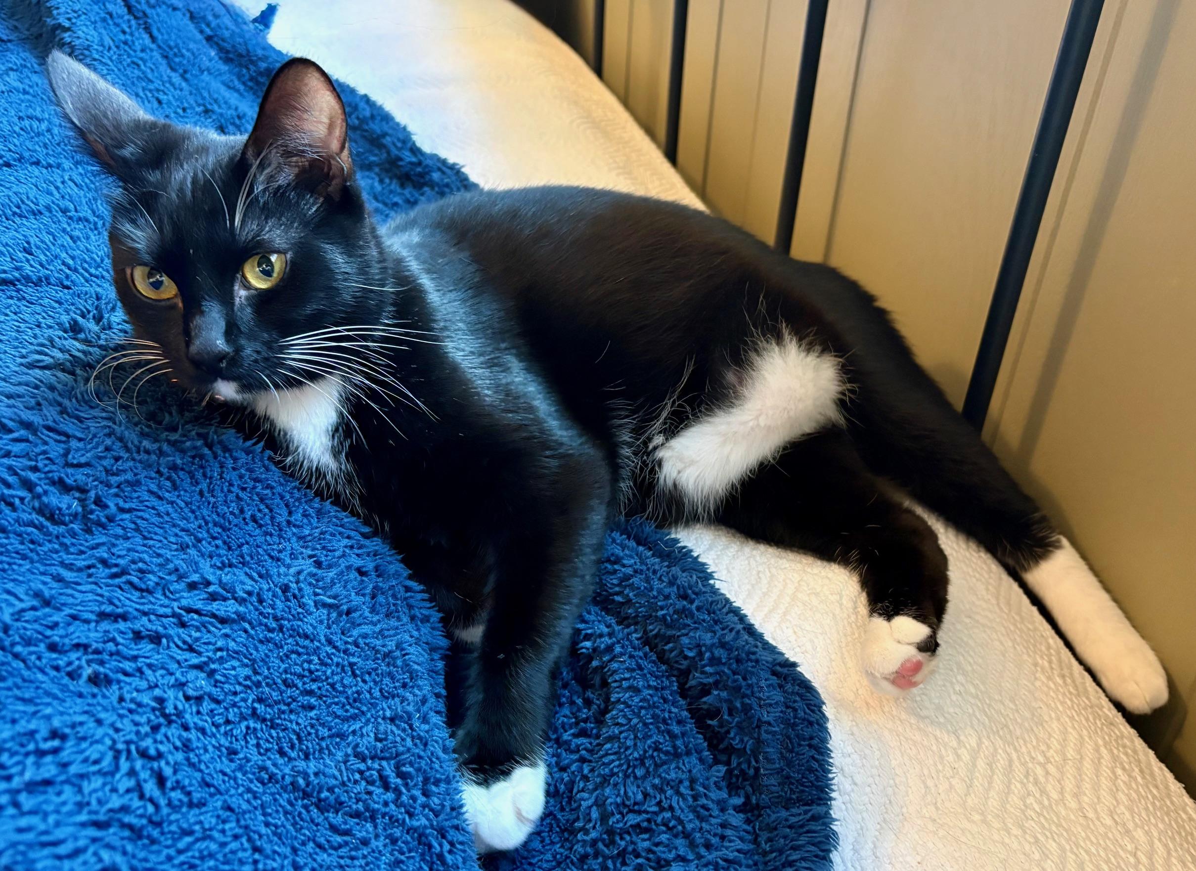 Enlarge Badger, a ADOPTABLE Domestic Short Hair in Irvine, CA image 4/4