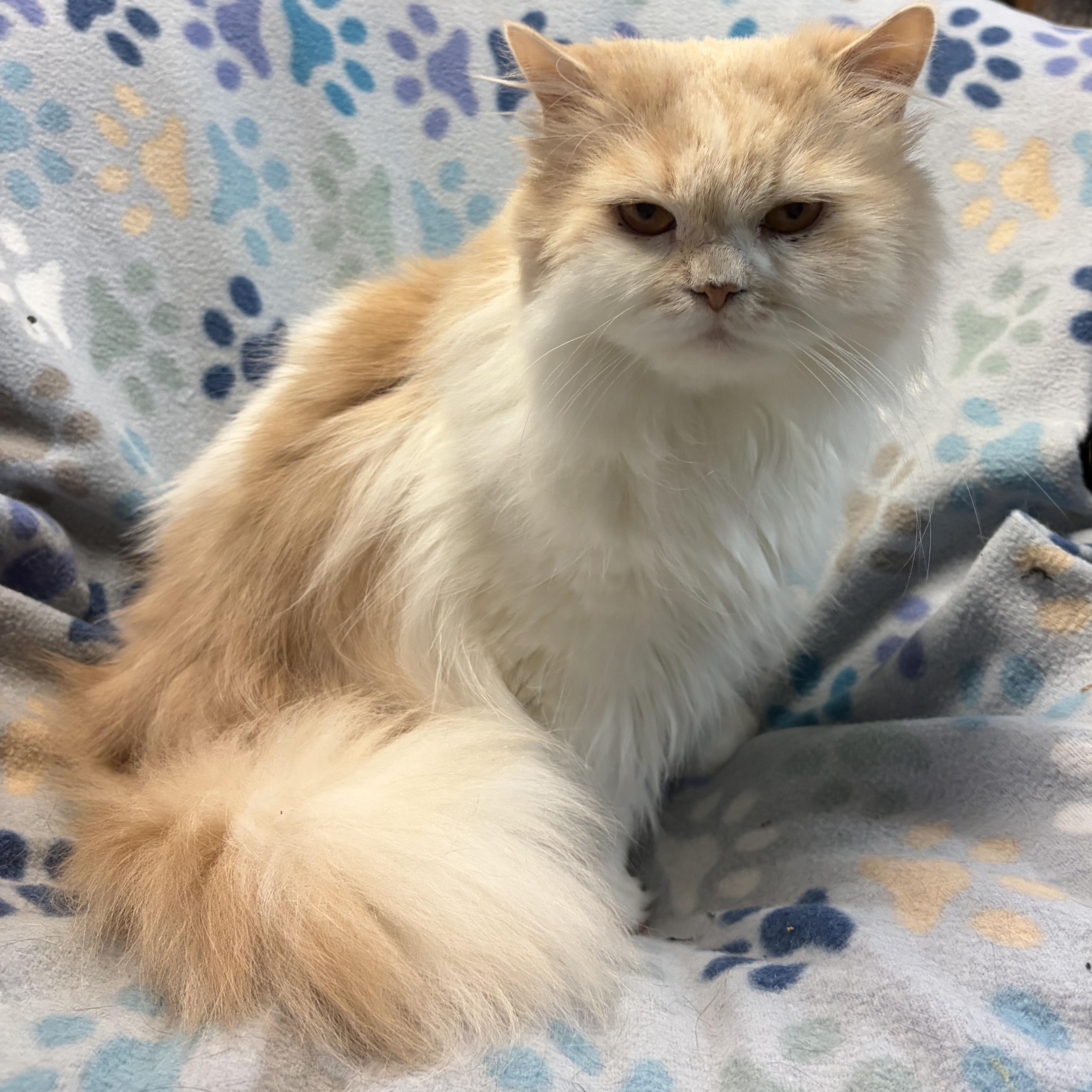 Enlarge DaVinci, a Adoptable Persian in Middletown, DE image 2/3