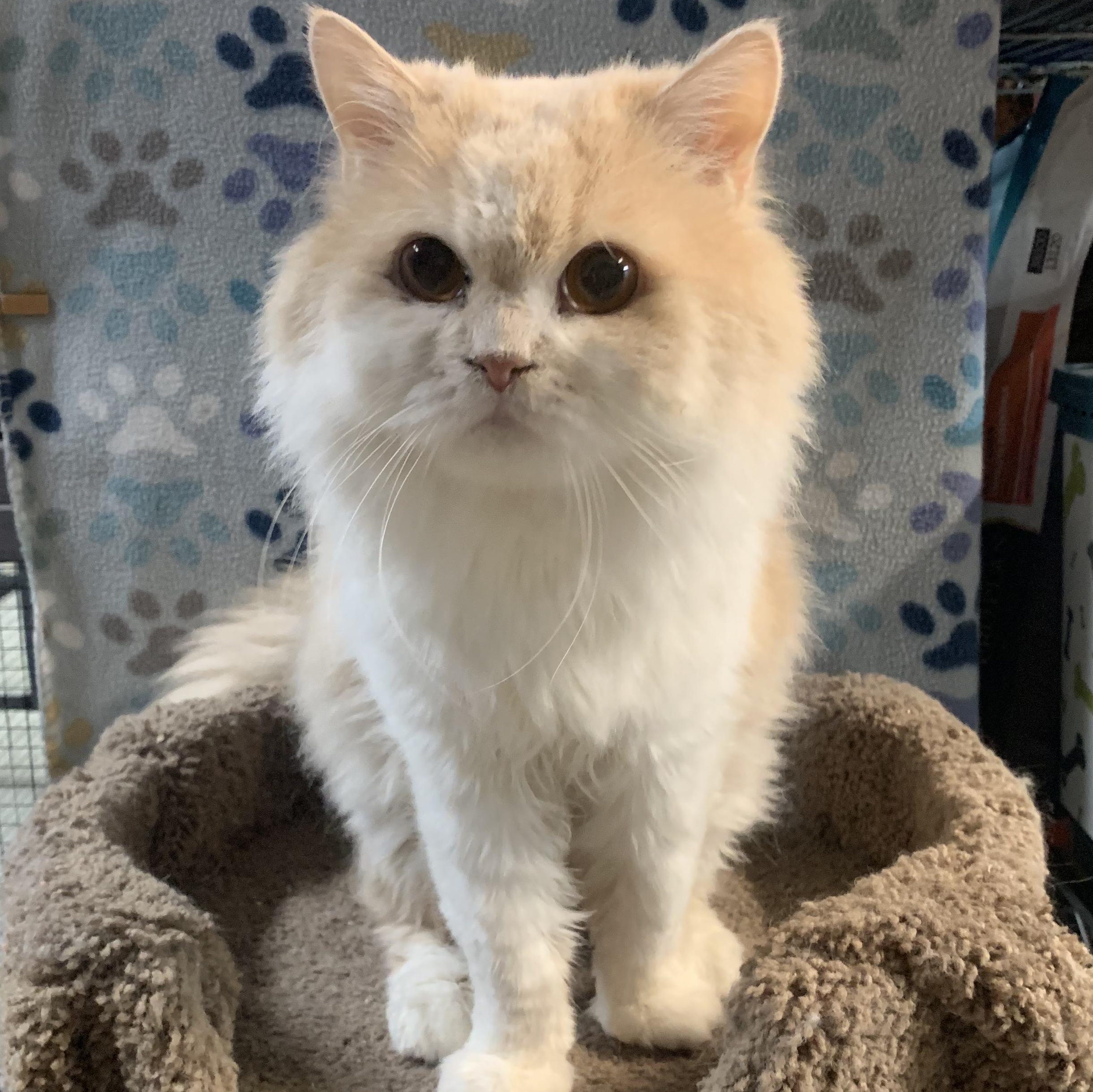 Enlarge DaVinci, a Adoptable Persian in Middletown, DE image 1/3