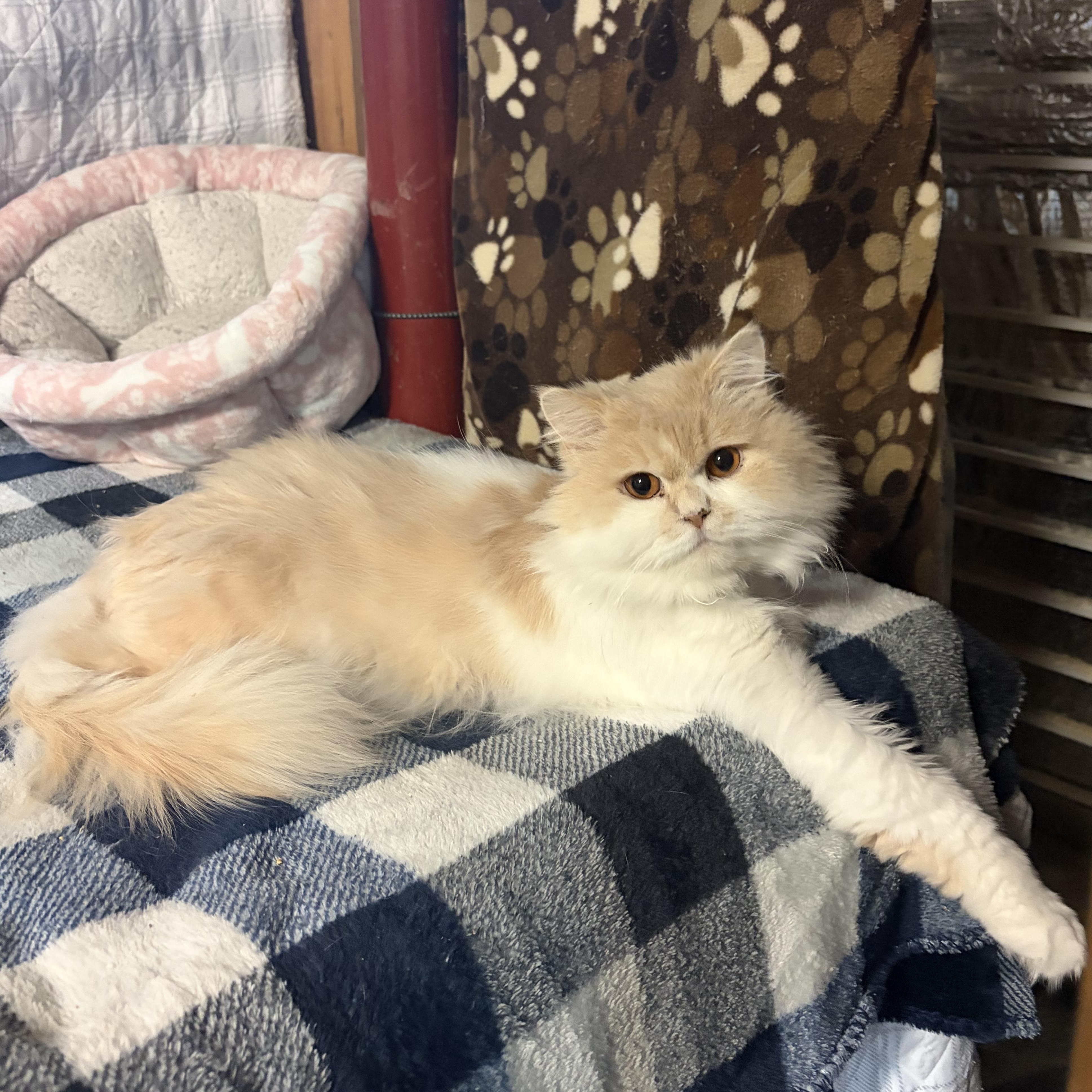 Enlarge DaVinci, a Adoptable Persian in Middletown, DE image 3/3