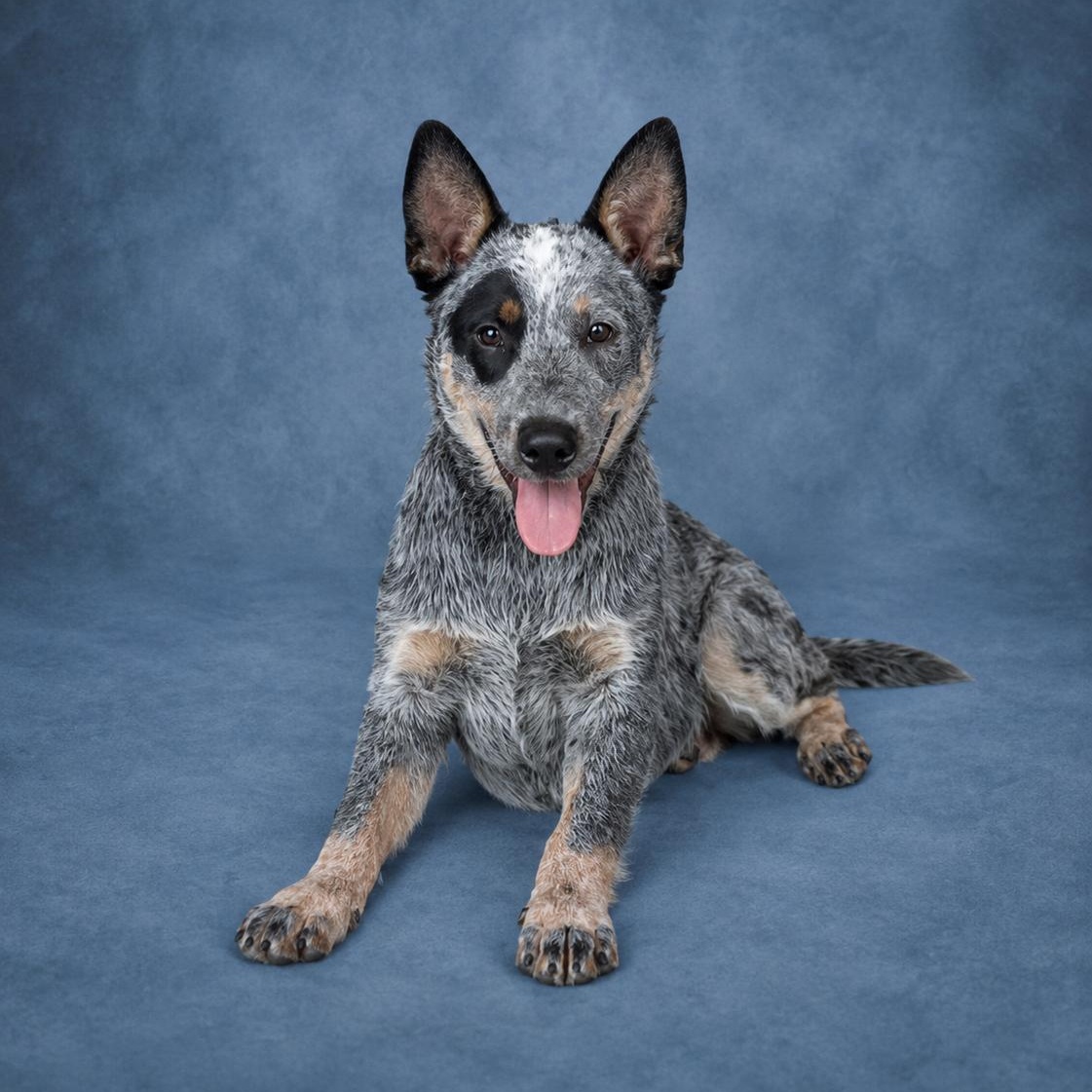 Jester, an adopted Australian Cattle Dog / Blue Heeler in Heber Springs, AR image 2/3