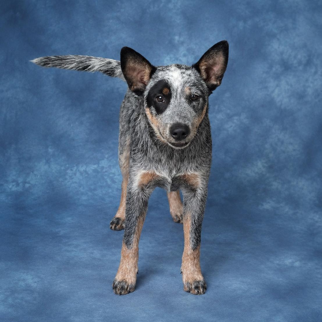 Jester, an adopted Australian Cattle Dog / Blue Heeler in Heber Springs, AR image 3/3