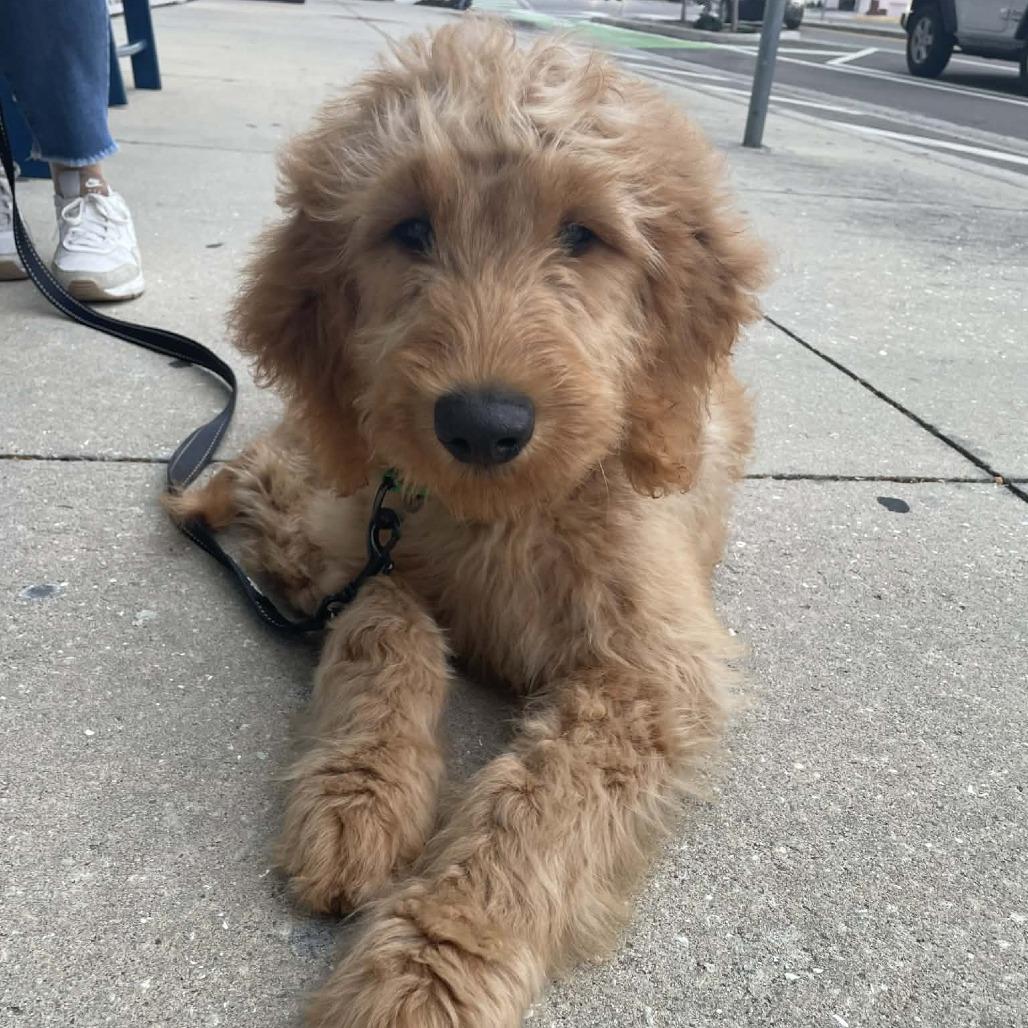 Vega, Adoptable, Puppy Male Standard Poodle & Golden Retriever.