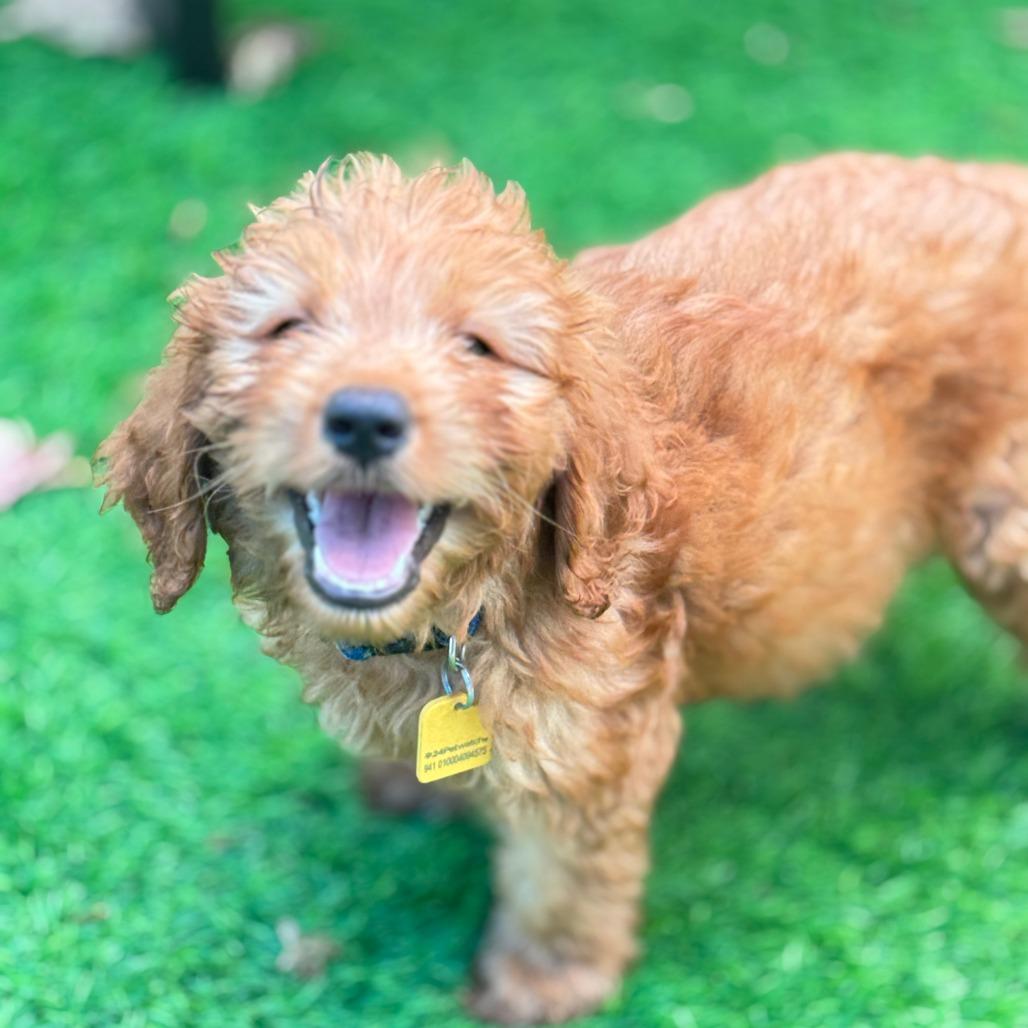 Vega, a Adoptable mixed breed in Sarasota, FL image 2/6