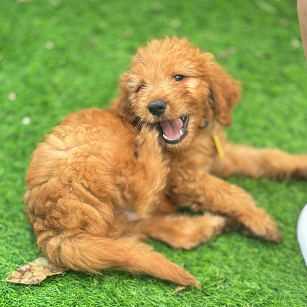 Vega, a Adoptable mixed breed in Sarasota, FL image 3/6