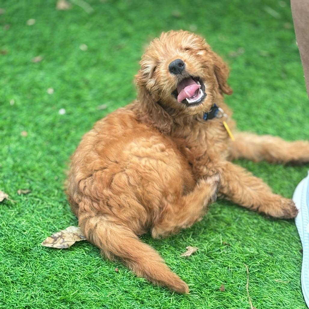 Vega, a Adoptable mixed breed in Sarasota, FL image 4/6