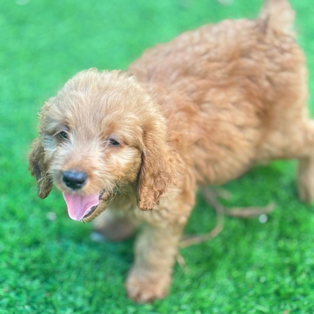 Vega, a Adoptable mixed breed in Sarasota, FL image 5/6