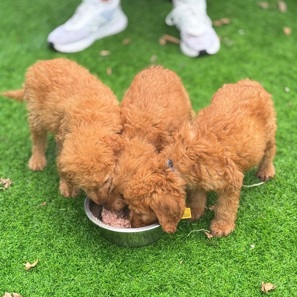 Vega, a Adoptable mixed breed in Sarasota, FL image 6/6