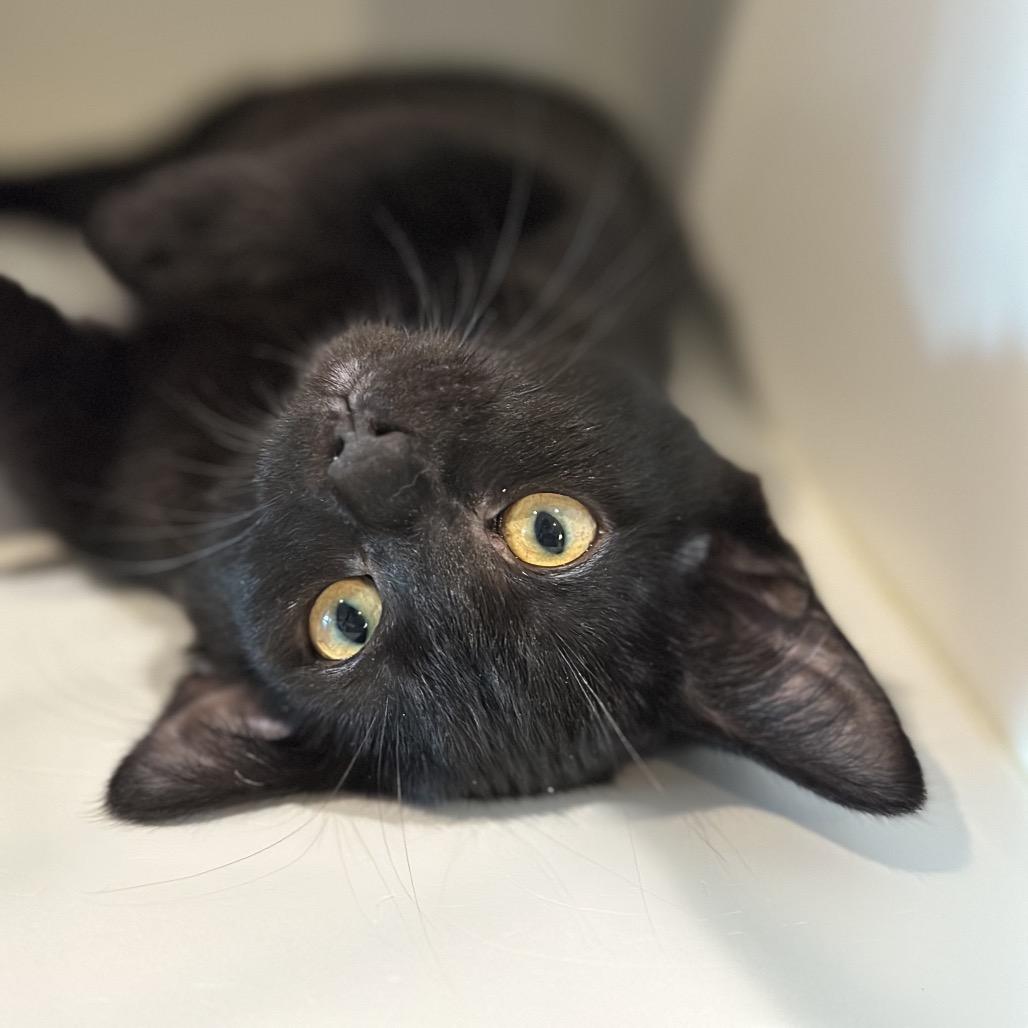 Ghirardelli, Adoptable, Kitten Female Domestic Short Hair.