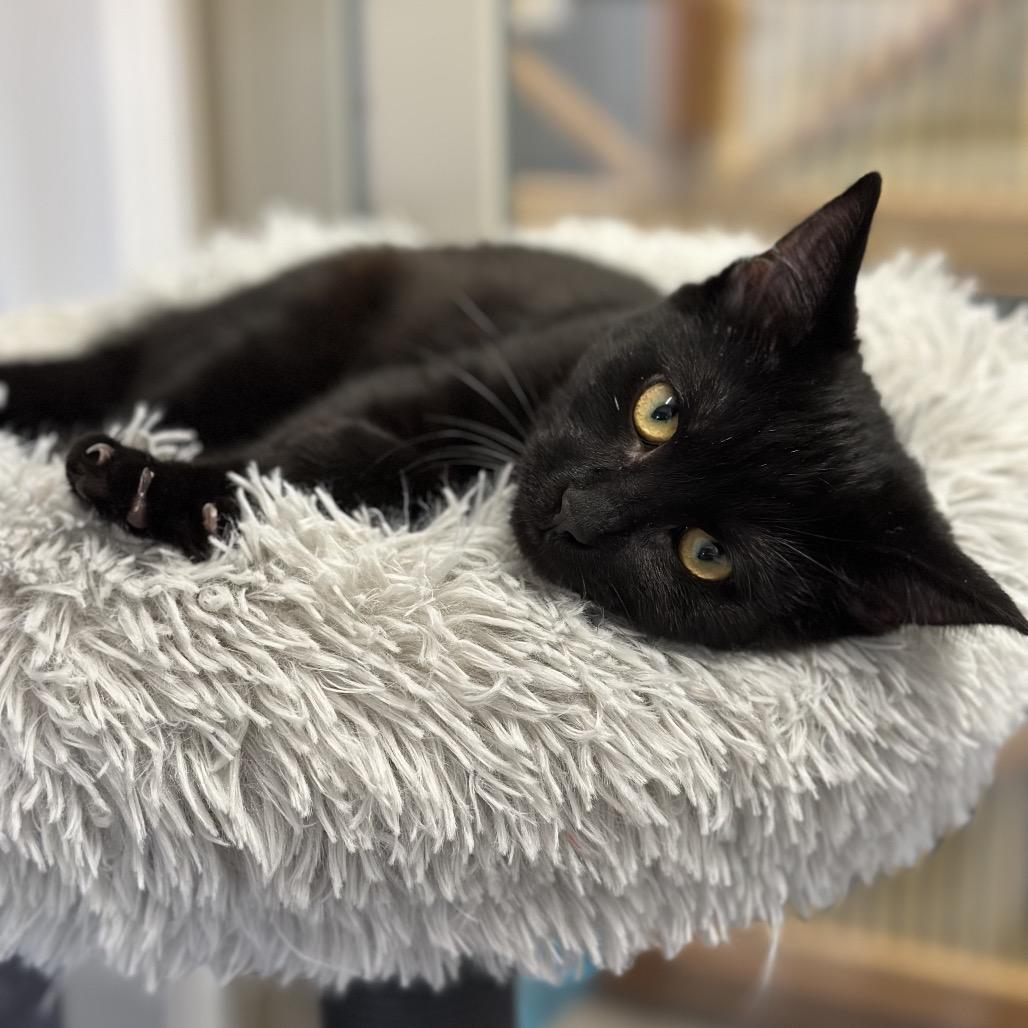 Enlarge Ghirardelli, a Adoptable Domestic Short Hair in Sequim, WA image 2/2