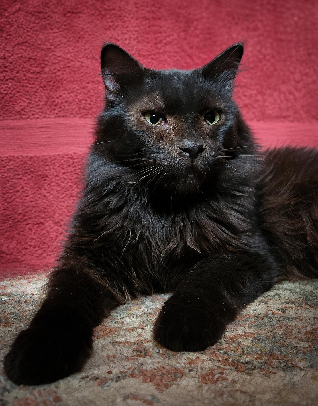 Fernando, ADOPTABLE, Adult Male Domestic Long Hair.